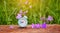 The concept of daylight saving time. Web banner of alarm clock and lilac meadow flowers in the grass