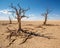 concept of dead trees over a barren landscape.