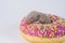 The concept of diet. Newborn baby cub in a donut. Decorative bald rodent