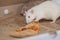 The concept of diet. The rat eats pizza. Mouse eats fast food