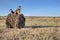 Concept dog walking. Siberian husky sit on haystack in harvested farm field. Husky dogs black-white and red colors.