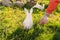 The concept of Easter holidays. The girl picks up a decorative egg lying next to the Easter Bunny. Grass in the background