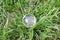 The concept of ecology and safe environment. Glass ball, globe on background of green grass