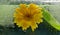 the concept of ecology. yellow flower of calendula and water in