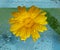the concept of ecology. yellow flower of calendula and water in
