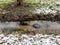 Concept of environmental pollution by throwing a old tyre in the river