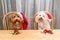 Concept of excited dogs on Santa hat with Christmas gift on tabl