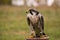 The concept of falconry. Beautiful Falcon on a perch