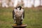 The concept of falconry. Beautiful Falcon on a perch