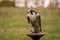 The concept of falconry. Beautiful Falcon on a perch