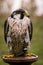 The concept of falconry. Beautiful Falcon on a perch