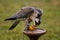 The concept of falconry. Beautiful Falcon on a perch eating chicken meat
