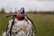 The concept of falconry. Head cap, hood. Beautiful hawk on a perch. Close up