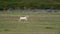 Concept of farming and agriculture. One fluffy white horned proud and important domestic goat walks through the green