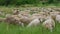 Concept of farming and agriculture. Portrait of a group of sheep. Horizontal slow motion 4k footage. Flock of sheep