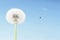 Concept of freedom. Dandelion with seeds flying away with the wind. Copy space, blue sky