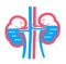 Concept of funny kidneys