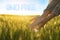 Concept of GMO free harvest. Woman in wheat field on sunny day, closeup