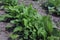 The concept of growing early vitamin salads. Rows of lettuce in the garden, close-up