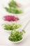 The concept of a healthy diet, the cultivation of microgreens - red amaranth, mustard, arugula, peas, cilantro in white