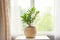 concept of home gardening. Zamioculcas in flowerpot on windowsill. Home plants on the windowsill. Green Home plants in a pot on