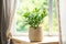 concept of home gardening. Zamioculcas in flowerpot on windowsill. Home plants on the windowsill. Green Home plants in a pot on