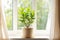 concept of home gardening. Zamioculcas in flowerpot on windowsill. Home plants on the windowsill. Green Home plants in a pot on