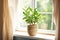 concept of home gardening. Zamioculcas in flowerpot on windowsill. Home plants on the windowsill. Green Home plants in a pot on