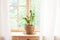 Concept of home gardening. Zamioculcas in flowerpot on windowsill. Home plants on the windowsill.  Green Home plants in a pot on w