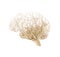 Concept human brain made from roots of tree on white background