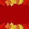 Concept and idea colorful autumn maple leaf