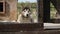 Concept lonely homeless abandoned animals in shelter waiting adoption. Kennel northern sled Alaskan huskies in summer