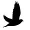 Concept of love or peace silhouettes doves