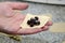 The concept of modeling dumplings with blackcurrant and sugar. On a female hand a dough with berries. A woman is preparing