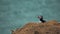 Concept of nature, beauty and the North sea. Picture of the back of lone puffin sitting on the sand and looking at other