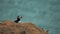 Concept of nature, beauty and the North sea. Picture of the back of lone puffin sitting on the sand and looking at other