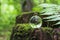 The concept of nature, green forest. Crystal ball on a wooden stump with leaves. Glass ball on a wooden stump covered with moss.