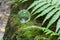 The concept of nature, green forest. Crystal ball on a wooden stump with leaves. Glass ball on a wooden stump covered with moss.