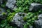 Concept Nature Photography, Greenery, Mossy Stones, Serene Mossy Stones Amidst Lush Greenery