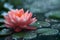 Concept Nature Photography, Water Serenity Bloom DewKissed Lotus amidst Lush Lily Pads