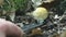 The concept of outdoor activities in nature, the collection of mushrooms in the forest. Close-up of a hand cuts off a