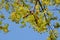 The concept of outdoor recreation. Green maple leaves on a spring sunny day against blue sky. Bottom view, horizontal photo