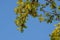 The concept of outdoor recreation. Green maple leaves on a spring sunny day against blue sky. Bottom view, horizontal photo