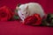 The concept of perfume with the scent of roses. A white rat sniffs