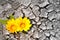 Concept of persistence. Flowers in arid land