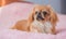 Concept pet life. teenage Pekingese at pink blanket