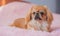 Concept pet life. teenage Pekingese at pink blanket