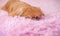 Concept pet life. teenage Pekingese at pink blanket