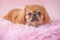 Concept pet life. teenage Pekingese at pink blanket