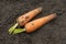 The concept of picking vegetables in the garden in summer and autumn. There is a large unwashed carrot on the soil in the garden